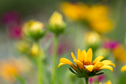 正太短视频破解版安装