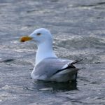 正在跳转中36d导航 bs876